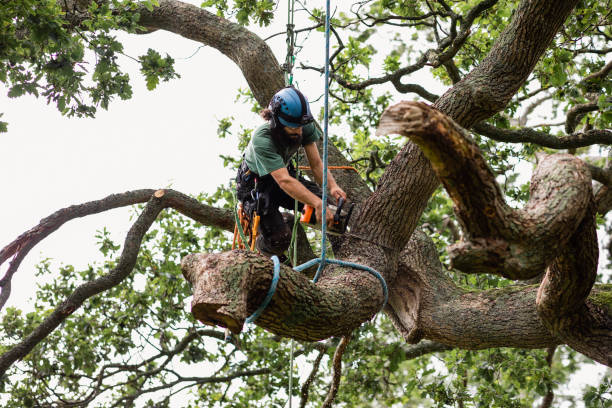 Best Tree Trimming and Pruning  in Flatwoods, KY